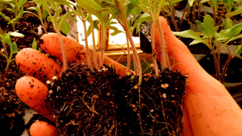 Cómo usar la miel para cuidar la huerta: seis consejos