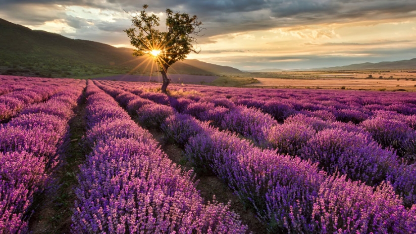 Segundo Módulo del Taller Virtual de Cultivo de Aromáticas: Extracción, Destilación e Inclusión