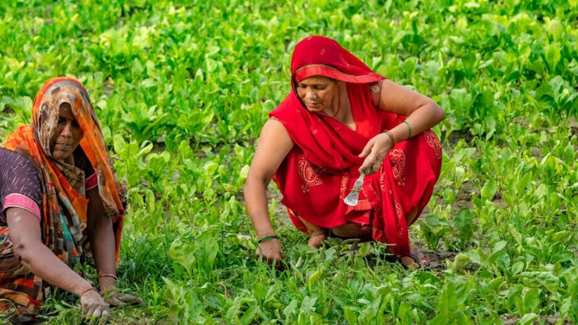 La agricultura india se prepara para el mayor crecimiento en 3 años gracias al monzón