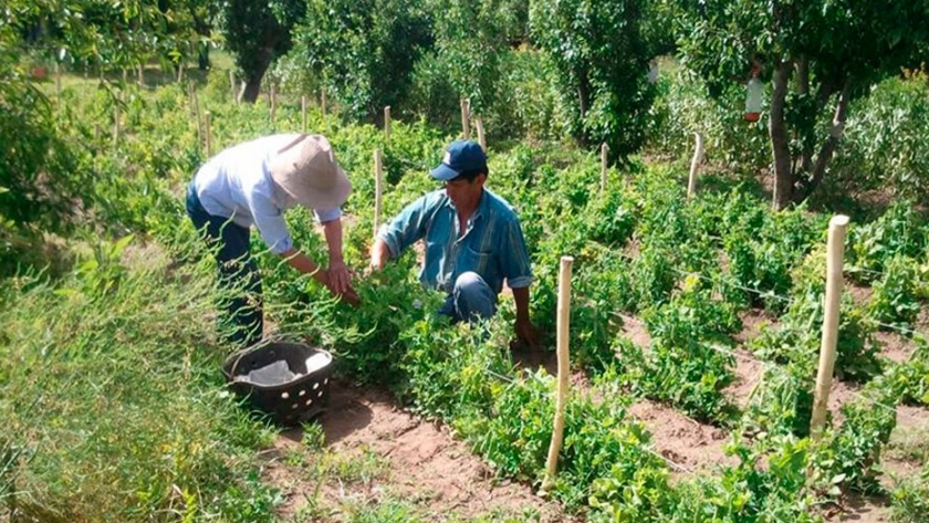 El gobierno declaró la emergencia agropecuaria para el sector hortícola de Corrientes
