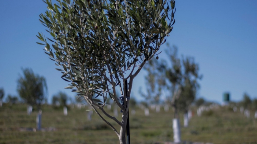El gobierno de Chubut comenzó el relevamiento de olivos y campos para plantaciones