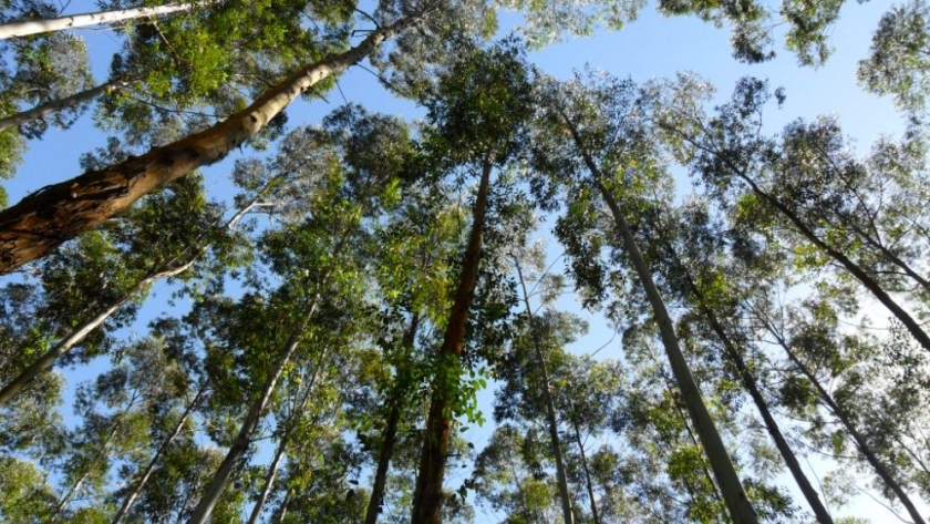 Consideraciones cruciales para el manejo de bosques sostenibles