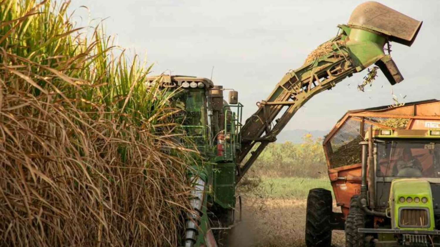 Tucumán supera su récord histórico de caña molida y consolida su liderazgo azucarero en el país