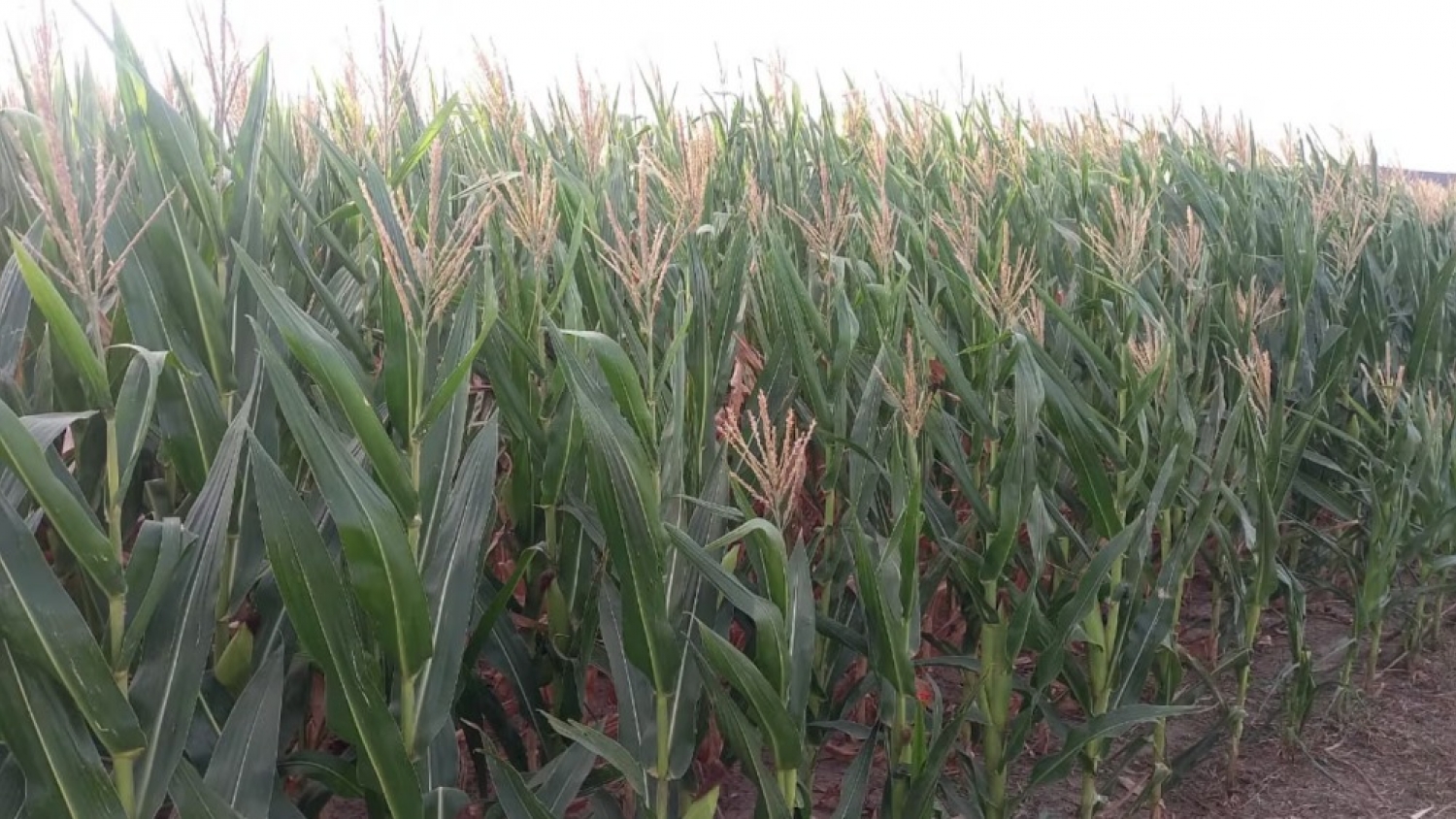 Nanotecnología en el campo: un desarrollo científico argentino busca fortalecer la resistencia de los cultivos