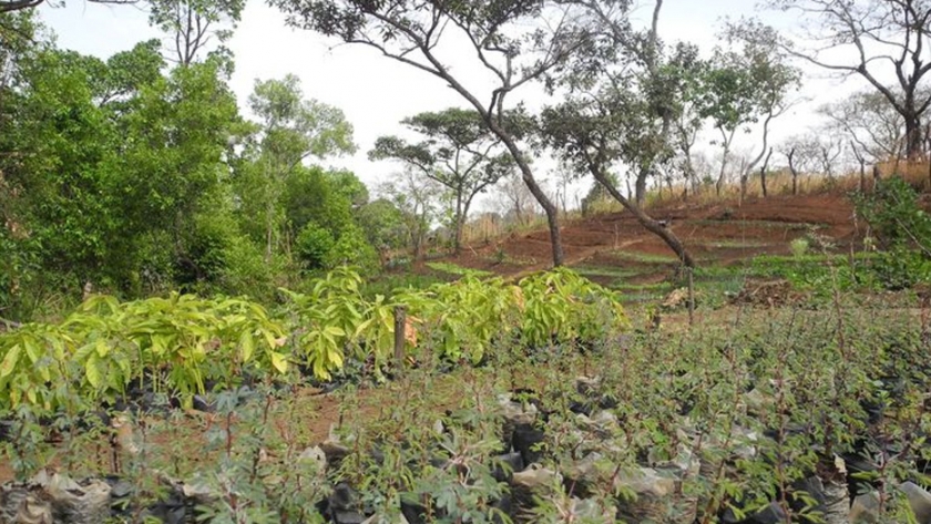 El proyecto de restauración forestal de África ha vuelto a la normalidad