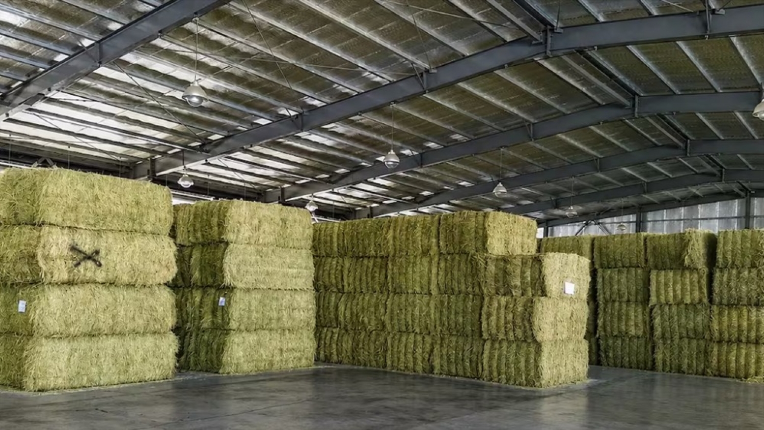 Récord para la alfalfa argentina: las exportaciones alcanzaron casi 170.000 toneladas y consolidan al país entre los principales proveedores mundiales