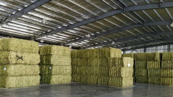 Récord para la alfalfa argentina: las exportaciones alcanzaron casi 170.000 toneladas y consolidan al país entre los principales proveedores mundiales