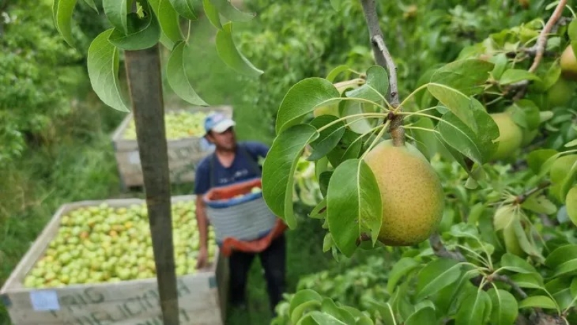 En Neuquén, pagan más de 700 millones a los productores