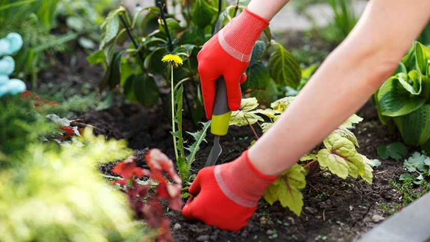 Cómo eliminar las malas hierbas del jardín y el huerto