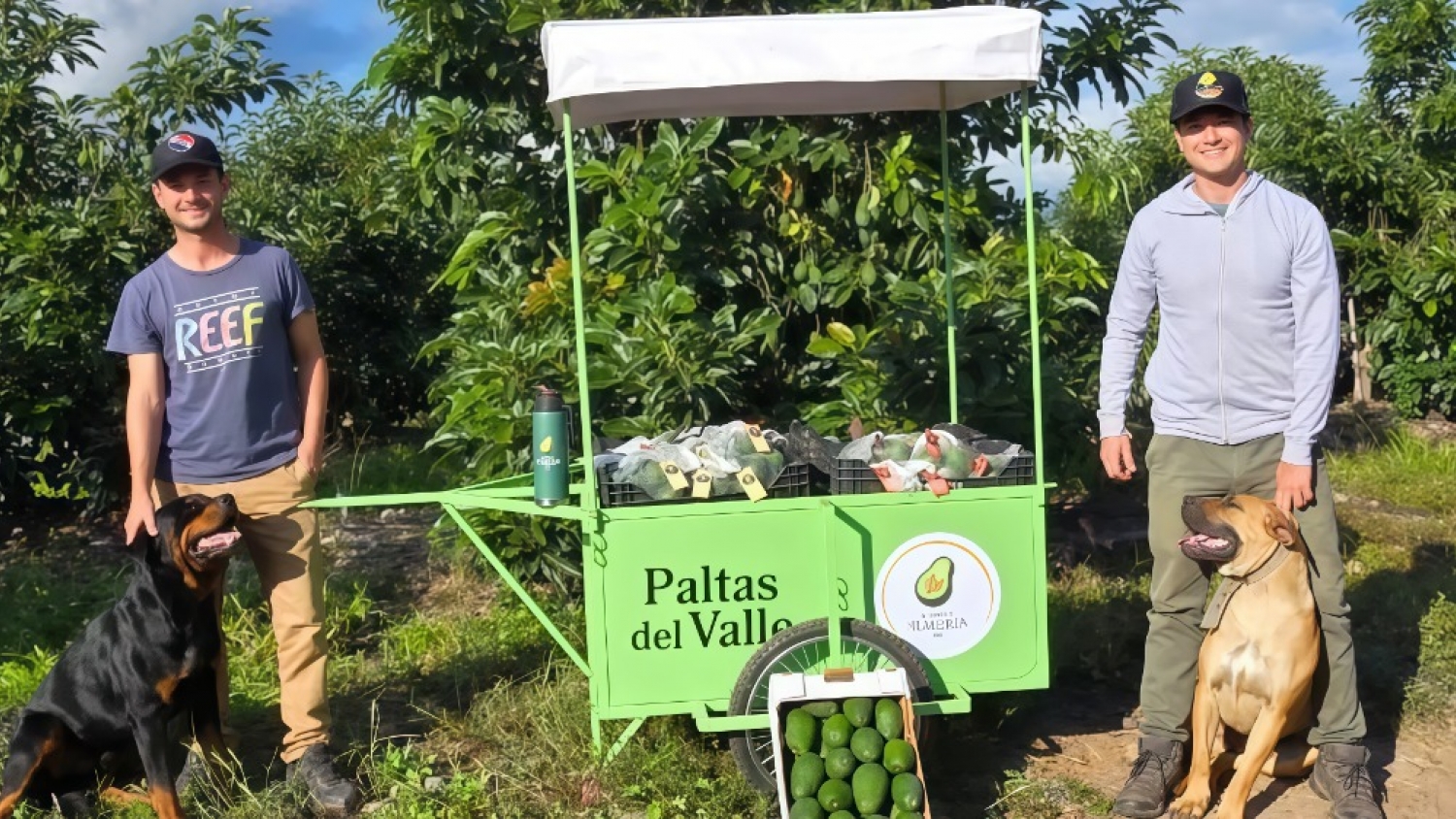 De tabaco a palta: la reconversión que avanza en Jujuy