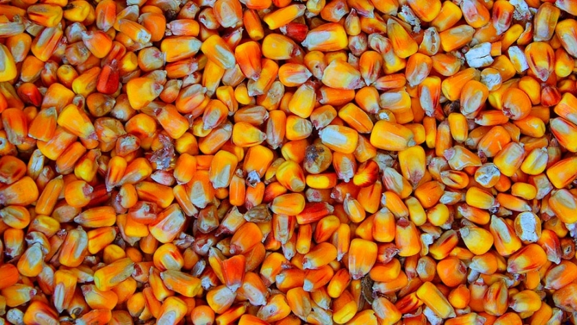 Fertilización en maíces tardíos