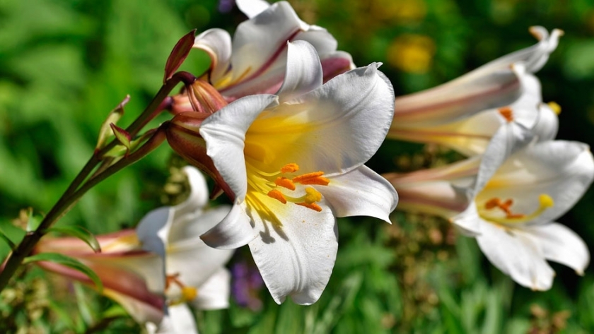 Tareas de otoño: mantenimiento de las plantas