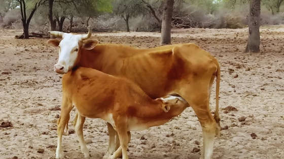 Estrategias de manejo ganadero para enfrentar la sequía