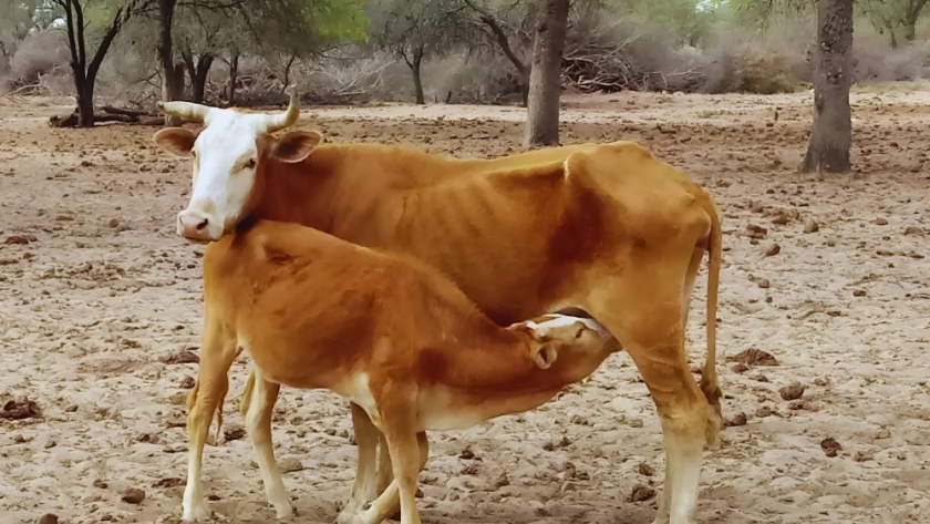 Estrategias de manejo ganadero para enfrentar la sequía