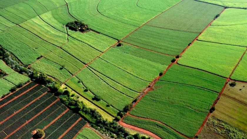 Caña de azúcar: la bioenergía en marcha 