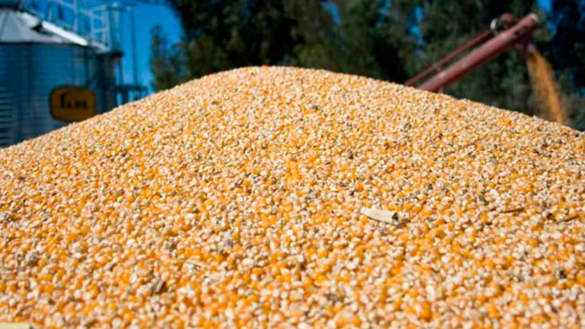 Para CRA, el Gobierno entendió que cometió un error grosero con el cepo al maíz