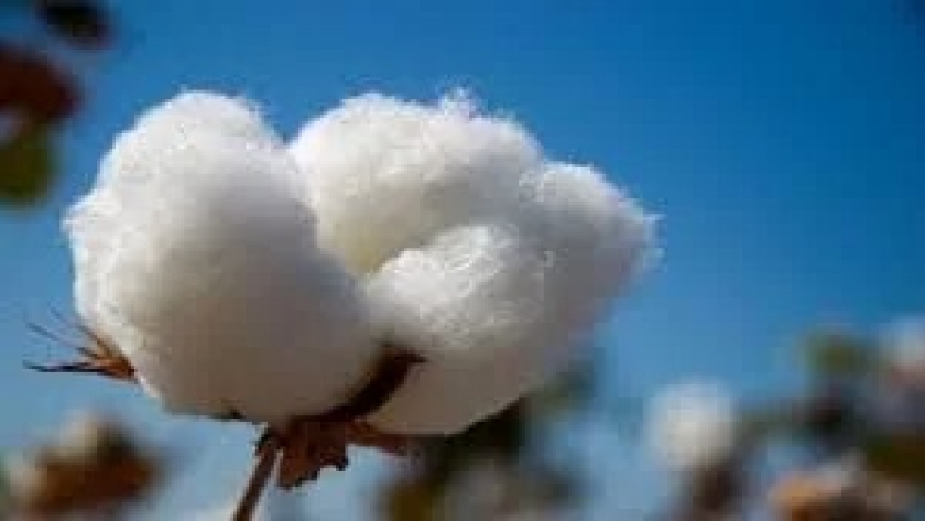 Argentina lanza la primera variedad de algodón resistente a imidazolinonas y busca impulsar una nueva etapa para el sector