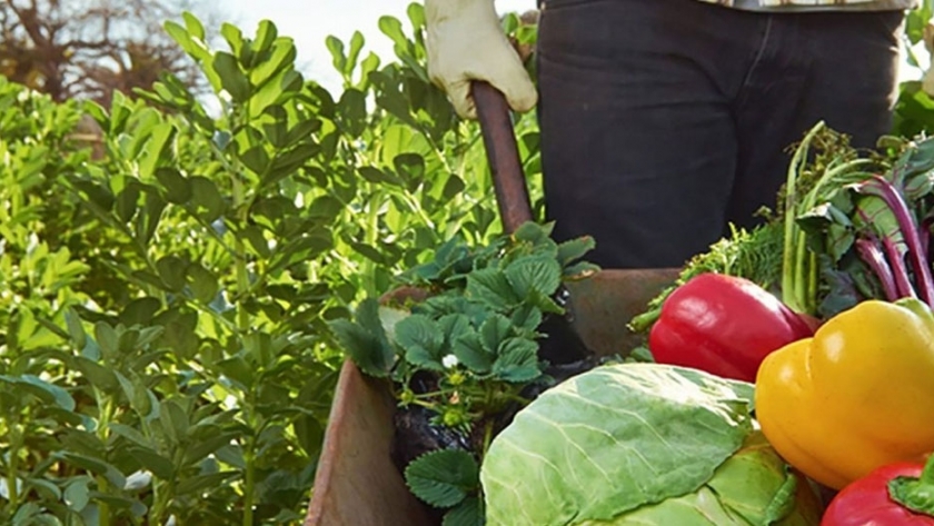 Agricultura familiar y faena artesanal de aves: alternativas para alcanzar la inocuidad del producto final