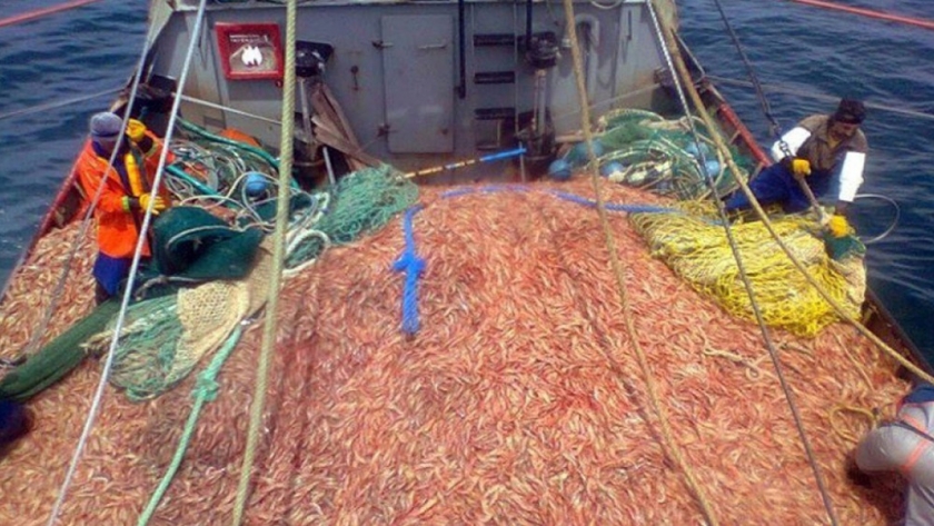 Impulsan la exportación de langostino bonaerenses al mercado de Brasil