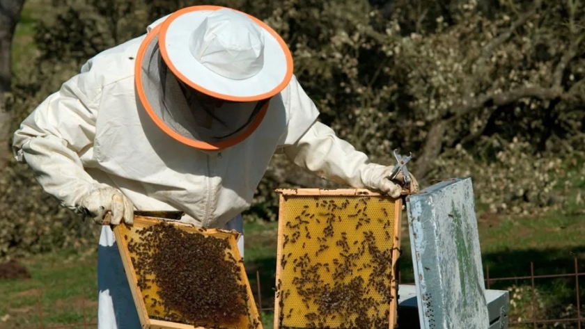 Productores apícolas deben actualizar datos frente al monitoreo de langostas