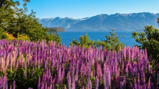 Plantas nativas revitalizan el entorno del Lago Gutiérrez
