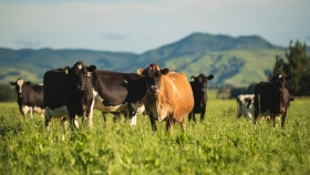 El pastoreo en la ganadería vacuna: Un pilar sostenible para la producción de carne