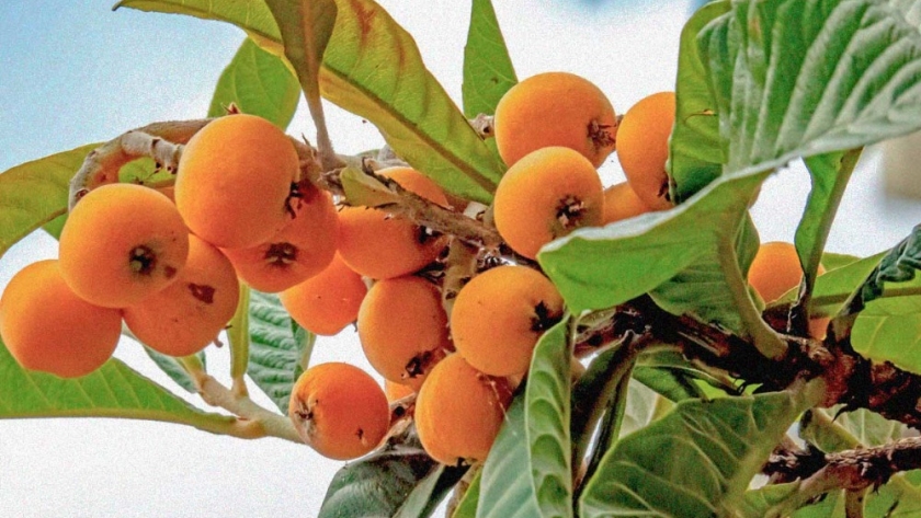 La fruta que debes comer para evitar el envejecimiento temprano y cuidar la piel y el cabello