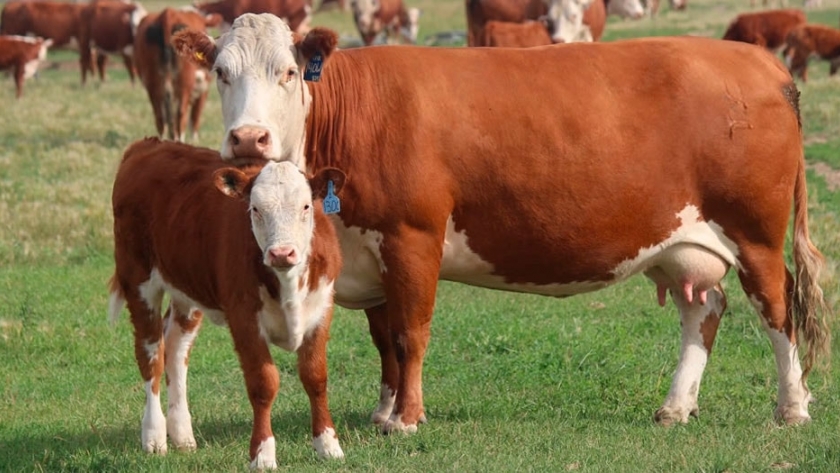 Producción y reproducción bovina