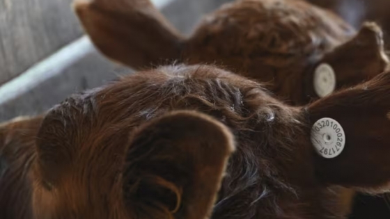 La trazabilidad del ganado: un desafío y una oportunidad para la exportación de carnes