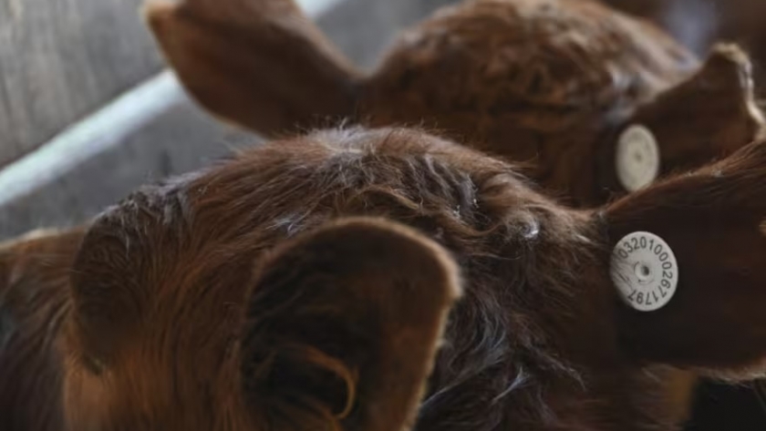 La trazabilidad del ganado: un desafío y una oportunidad para la exportación de carnes