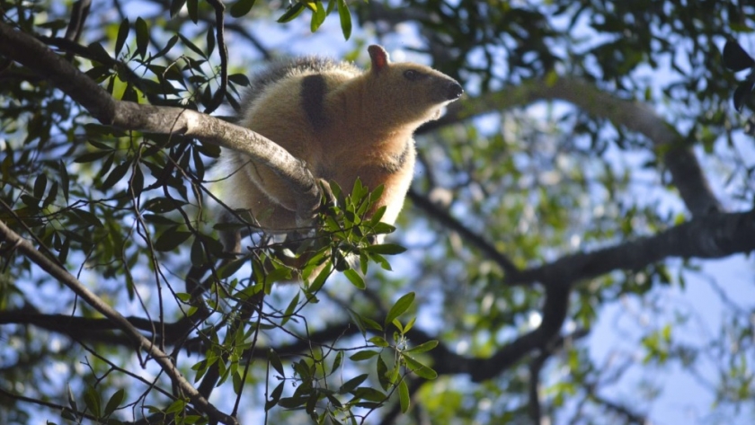 Ecología y conservación: reinsertaron un oso melero rescatado en su hábitat natural
