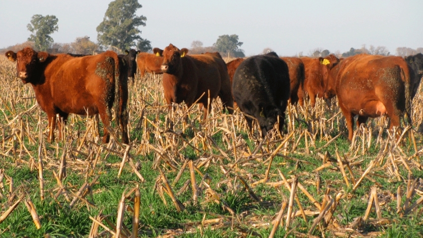 Alimentación animal, una opción para utilizar el maíz conservado