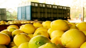 El gobierno analiza medidas para potenciar la producción de limones