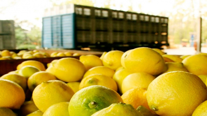 El gobierno analiza medidas para potenciar la producción de limones
