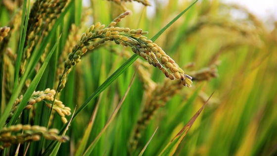 Se proyecta una extensión de 63.000 hectáreas destinadas al cultivo de arroz en Entre Ríos