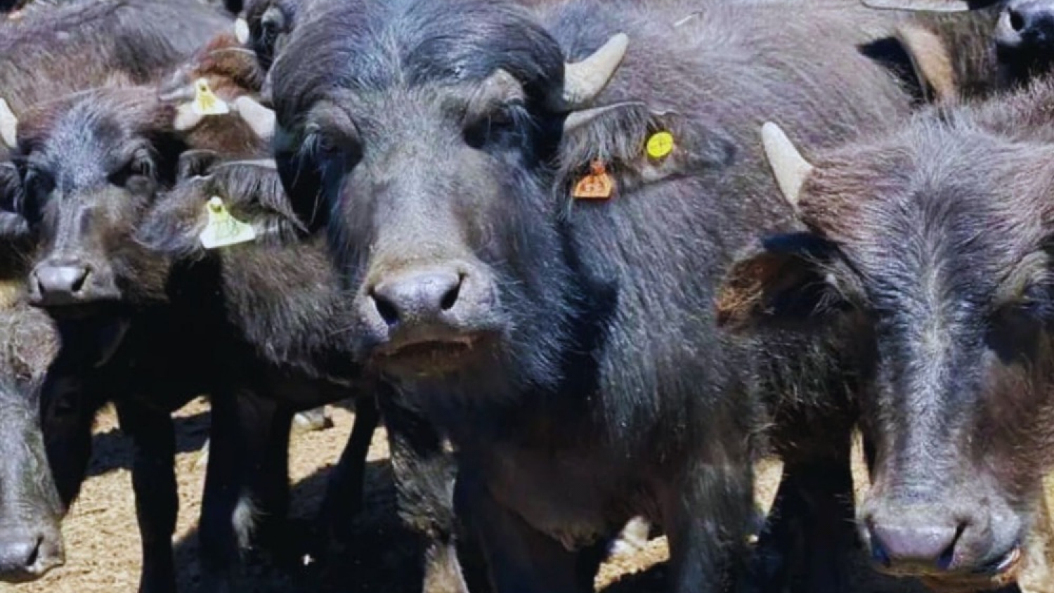 Búfalos: Corrientes busca potenciar la producción bubalina