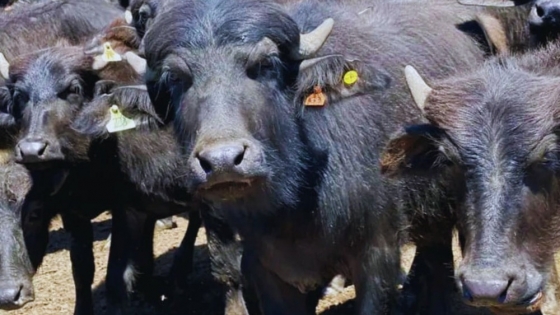 Búfalos: Corrientes busca potenciar la producción bubalina