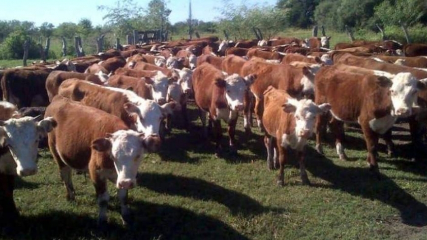 Crece la venta de terneros en Mendoza