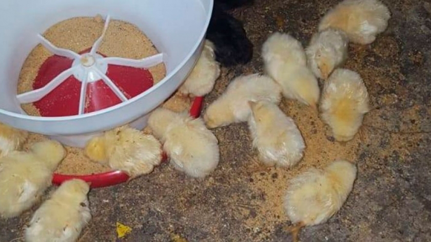 Jóvenes granjeras aumentan su producción de pollos parrilleros
