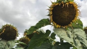 Idígoras: Cada indio que mejora su calidad de vida, compra aceite de girasol