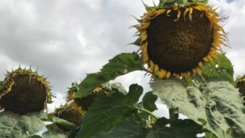 Idígoras: Cada indio que mejora su calidad de vida, compra aceite de girasol