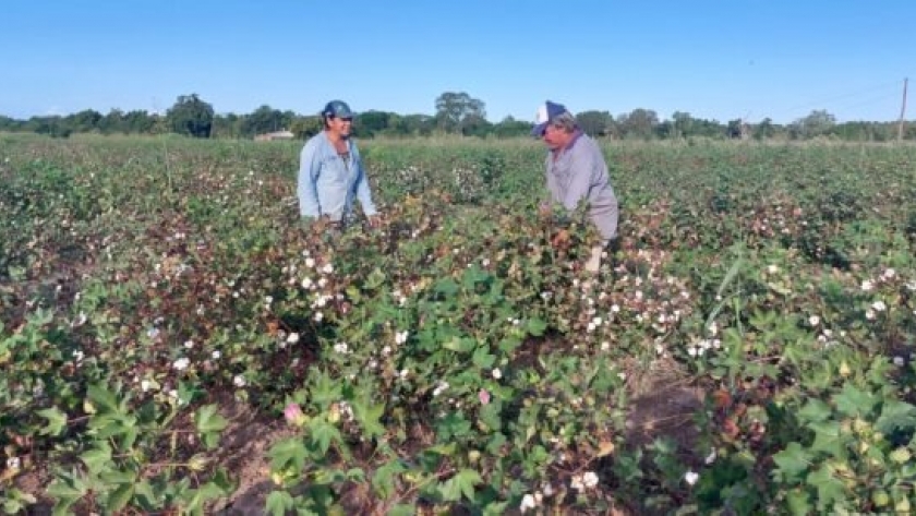 El Gobierno provincial fijó los precios de referencia para el algodón