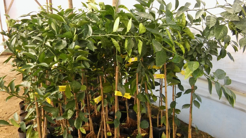 Entre Ríos: decomiso y destrucción de 100 plantas cítricas sin documentación sanitaria