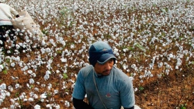 Basterra: Hay una oportunidad en el algodón