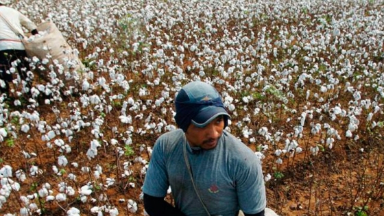 Basterra: Hay una oportunidad en el algodón