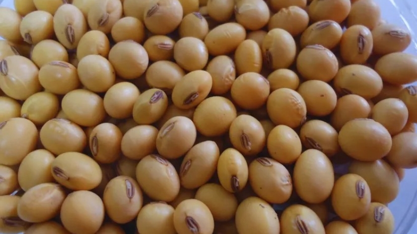 El INTA desarrolló dos nuevos cultivares de soja