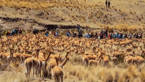 Jujuy triplicó la producción de fibra de vicuña