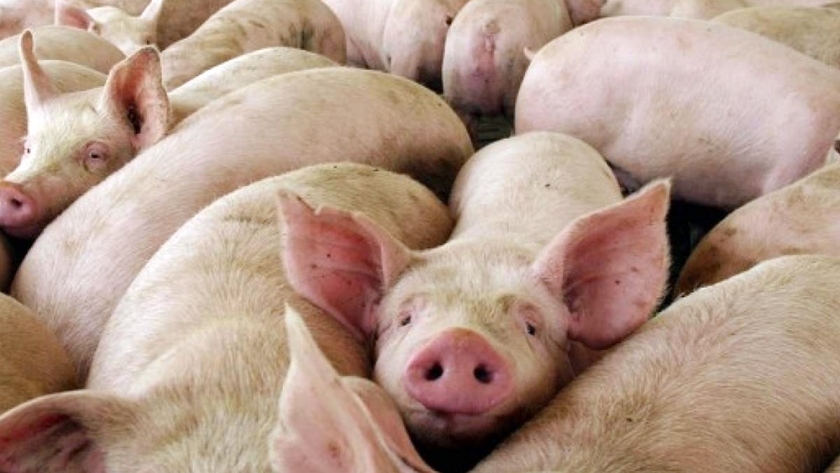 Triquinosis: alertan por el aumento del riesgo en invierno y refuerzan las recomendaciones para evitar contagios