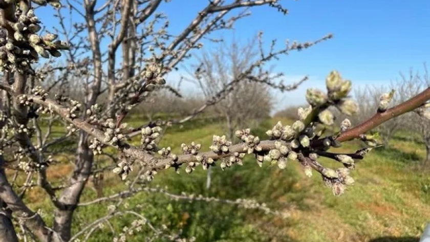 Familia pionera: del trigo se pasaron a la almendra y ya cosechan hasta 1000 kg de frutos por hectárea