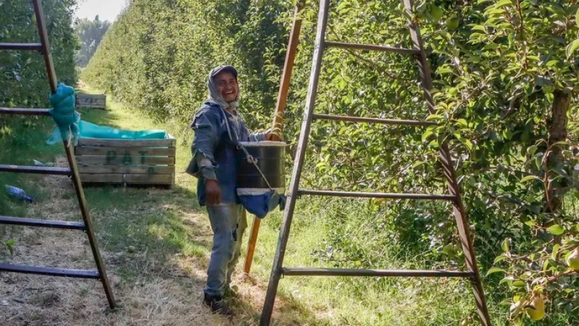 Ayuda financiera para la cosecha de peras y manzanas: $ 3.800 millones asignados